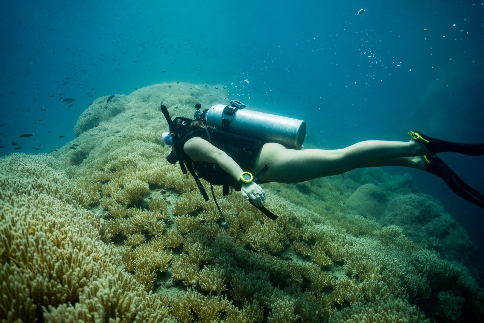 Three divers gliding over the coral through a dense school of yellow-striped fish, Koh Tao